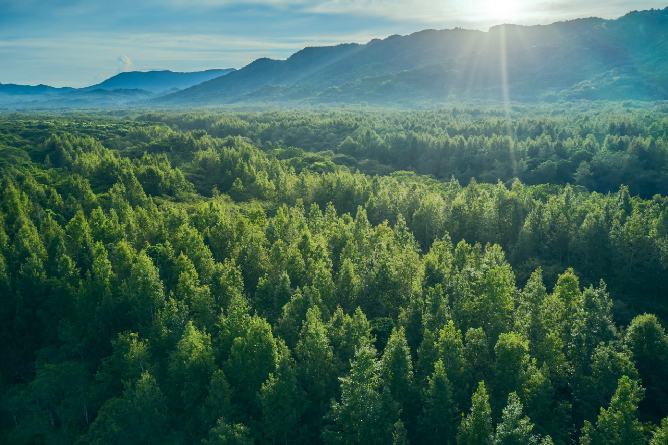 A lush green forest stretching into the distance, with sun rays shining over mountain peaks in the background under a blue sky.